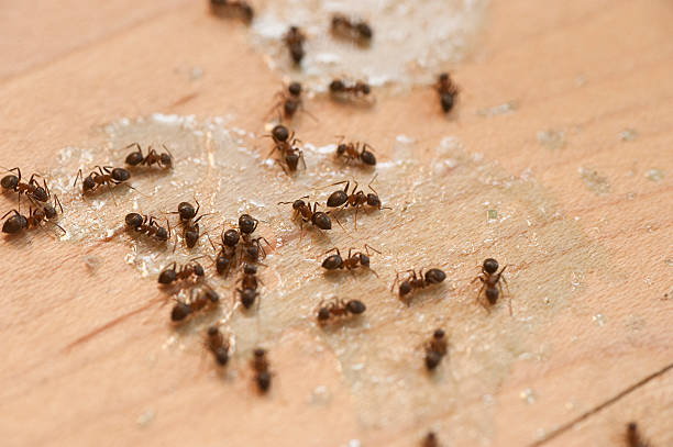 Best Pest Control Near Me  in Coulee Dam, WA