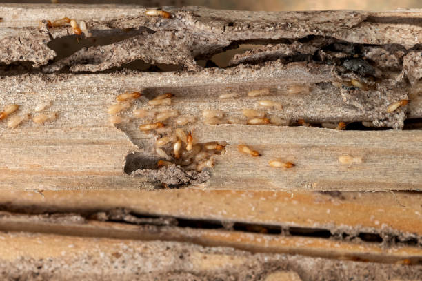 Best Pest Prevention Services  in Coulee Dam, WA