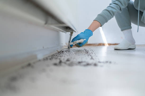 Best Ant Control Services  in Coulee Dam, WA